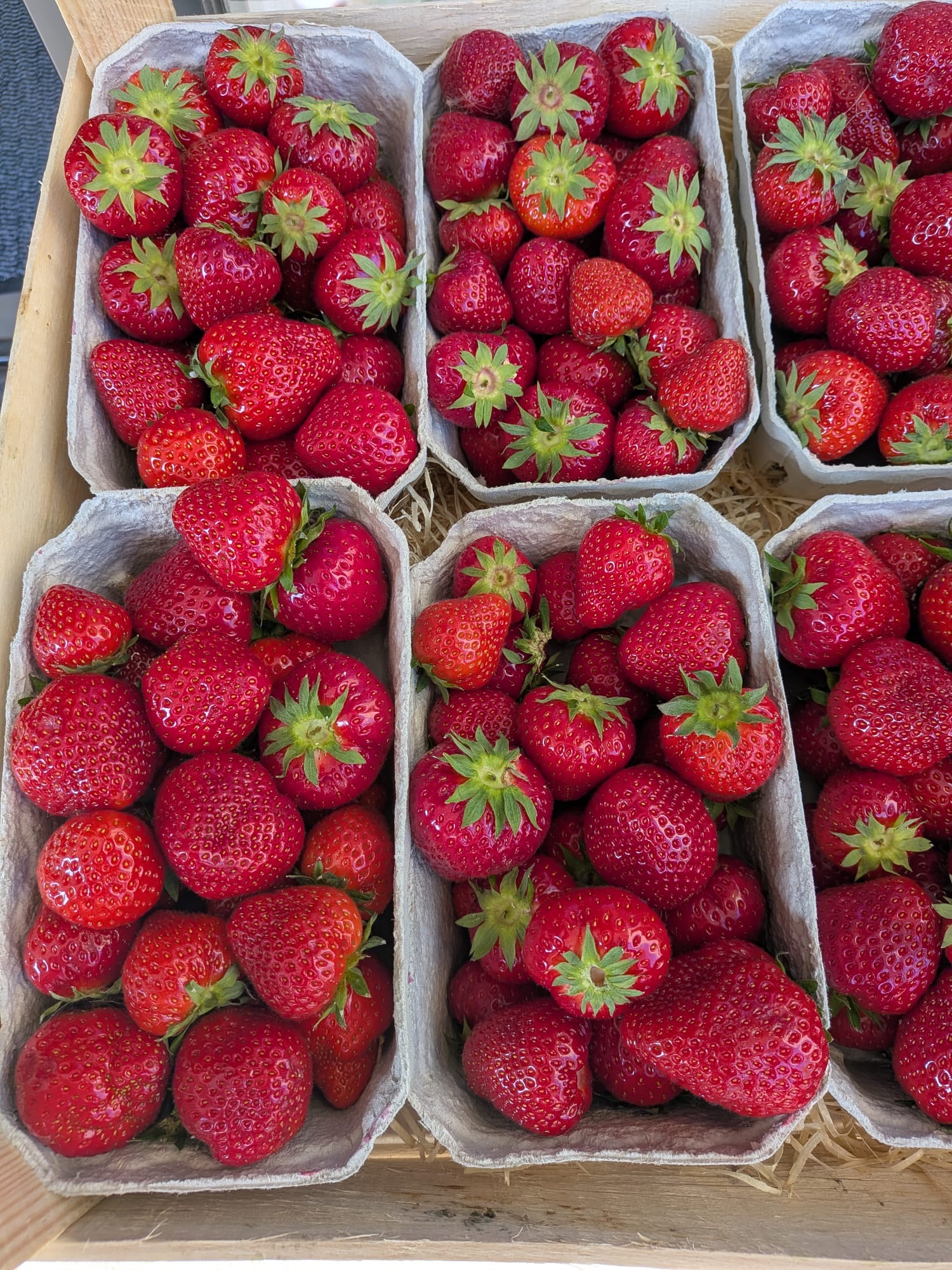 Frische Erdbeeren